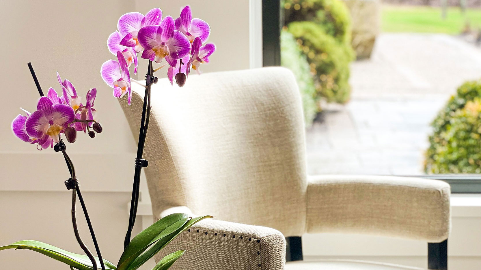 Orchid House Chair